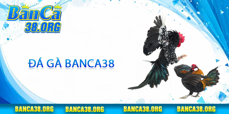 Đá Gà Banca38